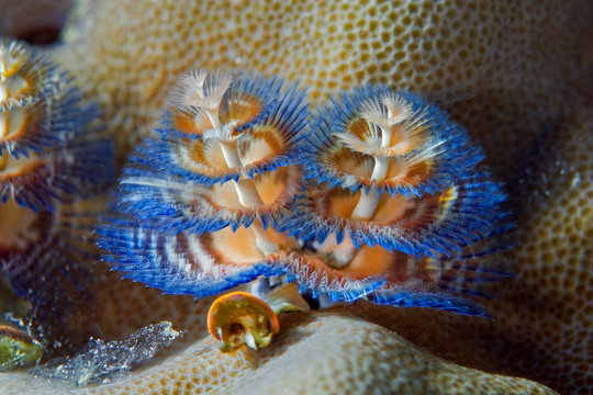 A sea worm (Spirobranchus giganteus) is like an underwater flower when it spreads its tentacles