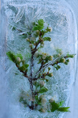 Background of branch cherry  flower    in ice   cube with air bubbles.