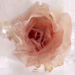 Background of rose  flower    in ice   cube with air bubbles.