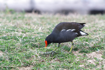 Gallinula chloropus, bird of the family Family: Ralidos