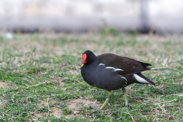 Gallinula chloropus, bird of the family Family: Ralidos