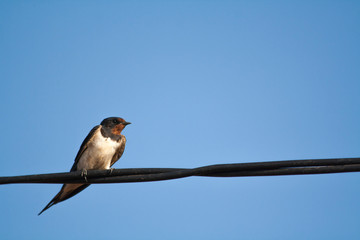 swallow perched on light wire