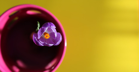 Spring purple crocus flower in a pink vase on yellow. Spring mood background.