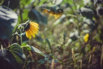kwiat słonecznika na polu uprawnym 