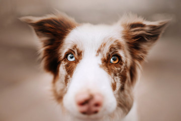 portrait of a border collie dog with different colored eyes