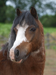 Obraz premium Old Pony Headshot
