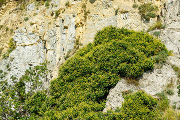 Natural texture of Caucasus Mountains on rocky shore of Black Sea in Olginka. Blooming ivy or English ivy grows on stone slope. Stones and rock fragments of different sizes as original background.