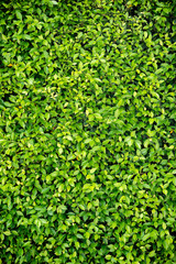 Fototapeta premium Loach plants green wall background