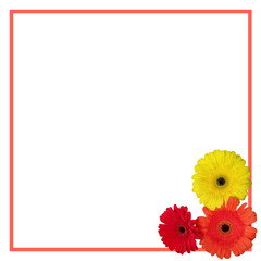 gerbera isolated on a white background border. frame with flowers in the corner. red, orange and yellow blooming. Template for greeting card, invitation. text, copy space