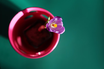 Spring purple crocus flower in a pink vase on green  table. Spring mood background.