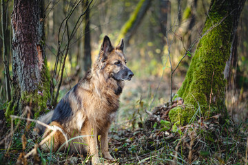 Zapatrzony owczarek niemiecki w lesie