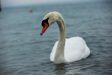 Lac Léman sous la glace avec la bise noir