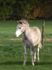 Pretty Young Pony