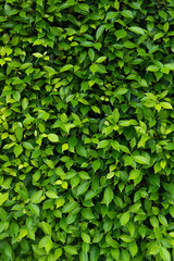 Fototapeta na wymiar Loach plants green wall background