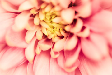 Abstract floral background, pink chrysanthemum flower. Macro flowers backdrop for holiday brand design