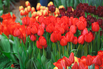 Beautiful multi colored tulips in the garden.