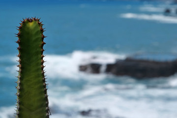 Cactus on the coast of Tenerife island, Atlantic ocean