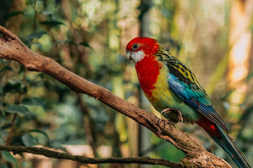 The eastern rosella sitting on a tree branch with sunshine pouring overhead. Close up of a tropical bird in natural conditions.