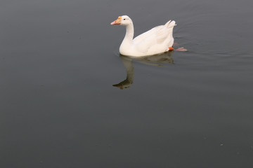 Duck in Sanjay Lake, Delhi, India