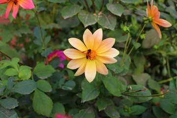 Honeybee on a flower