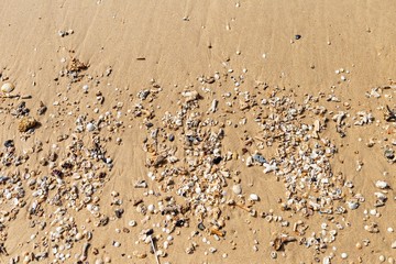 Sea shell and dead coral reef on the sand beach, environmental concept, summer outdoor day light, nature background