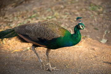 closeup  beautiful peacocks walking on dry grass ground 