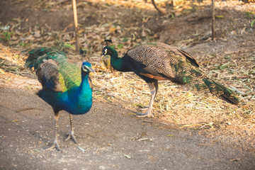 two beautiful peacocks walking on dry grass ground 