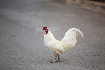 beautiful white chicken red cockscomb walking on concrete road © aiaung7@hotmail.com