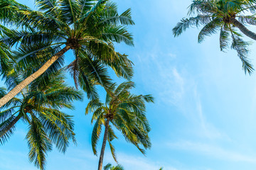 Fototapeta na wymiar coconut palm tree with blue sky