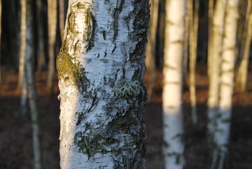 brzoza © mpgraphics