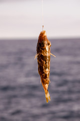 One Sea Fish Hooked