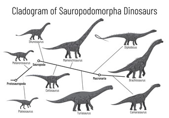 Cladogram of sauropodomorpha dinosaurs. Monochrome vector illustration of diagram showing relations among sauropods - protosauropoda, sauropoda, macronaria. Dinosaurs on white background.