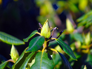 Rhododendron bud