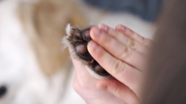 Hand applying salve on dog's paw pads