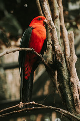 Eclectus parrot, eclectus roratus sitting on a tree branch with sunshine pouring overhead. Close up of a tropical bird in natural conditions.