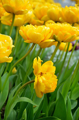 beautiful fluffy yellow tulips in the flowerbed