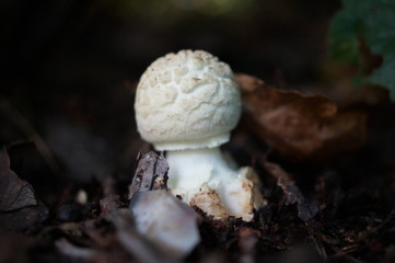 Small white mushroom grownig out of ground