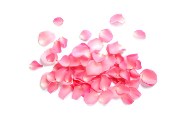 Pile of fresh pink rose petals on white background, top view