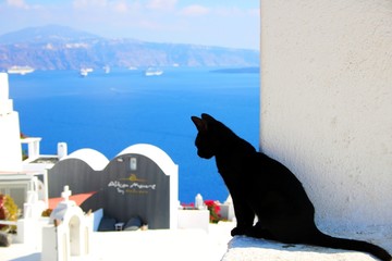 Schwarze Katze von Santorini