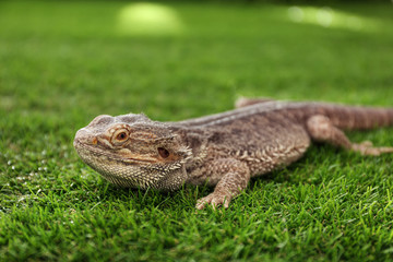 Bearded lizard (Pogona barbata) on green grass. Exotic pet