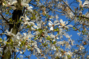 branch of a tree in spring  blooming white magnolia against the blue sky