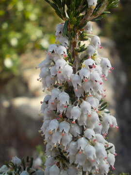 white flowers from tabarka tunia
