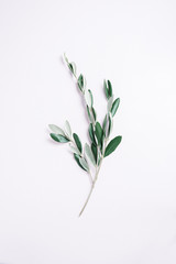 Olivenzweig auf weißem Hintergrund