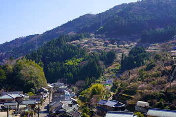 梅の花咲く里の山並み(徳島県神山町)