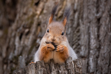 Naklejka na ściany i meble squirrel in autumn Park