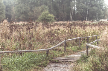 Holzsteg in Moorgebiet