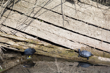 Yellow-bellied slider Turtle (Trachemys Scripta Scripta) standing on a wooden shipwreck with a common coot walking nearby