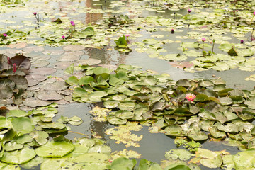 Colorful water lily flowers and leaves in pond.