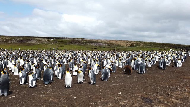 The king penguin colony with some penguin chicks on the Falklands Islands.