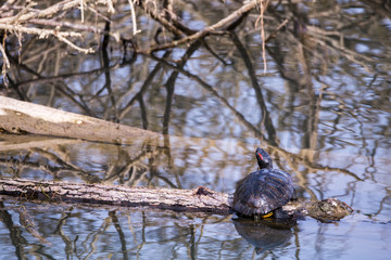 Yellow-bellied slider Turtle (Trachemys Scripta Scripta) standing on a wooden submerged branch above water